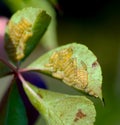 grapeleaf skeletonizer
scientific nameÃÂ Harrisina americana on virginia creeper Royalty Free Stock Photo